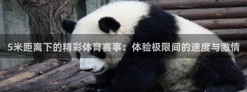 三亿体育登录：5米距离下的精彩体育赛事：体验极限间的速度与激情